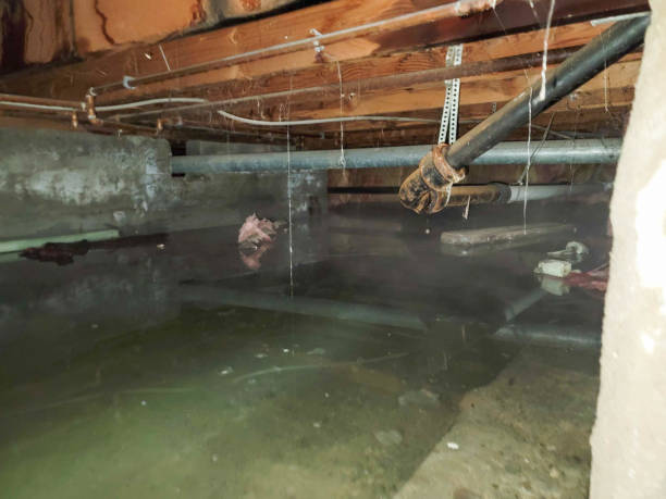 Best Water damage cleanup near me  in Kayenta, AZ